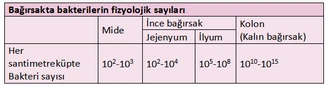 bağırsakta bakteri sayısı